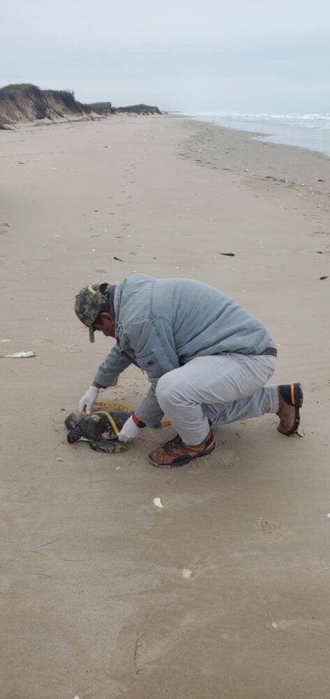 Rescata Comisión de Parques 40 tortugas verdes en playas