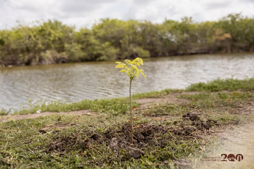 🌳 Con acciones que dejan huella, Matamoros sigue avanzando hacia un entorno más verde. En el marco del Día Mundial de l…