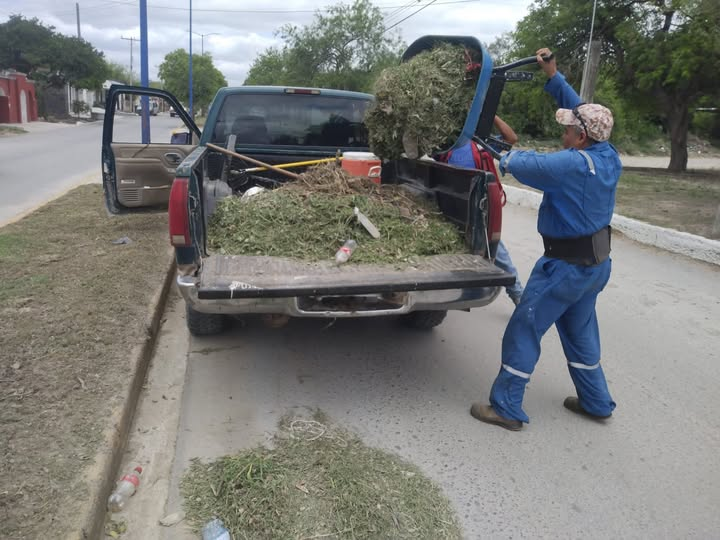 La limpieza de los camellones en las principales calles de la ciudad es una labor permanente que el Gobierno Municipal,…