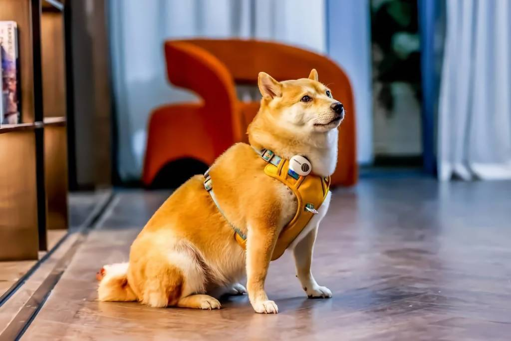 Este invento usa la IA para poder comunicarte con tu perro o gato: “traduce” los ladridos con una eficacia del 95 %