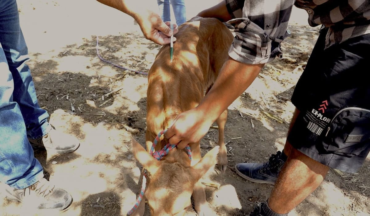 Estado y municipios unen esfuerzos para reforzar sanidad pecuaria en Tamaulipas – Gobierno del Estado de Tamaulipas