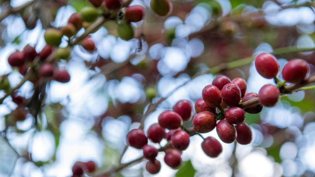 Cafetaleros denuncian que la roya desplomó su producción