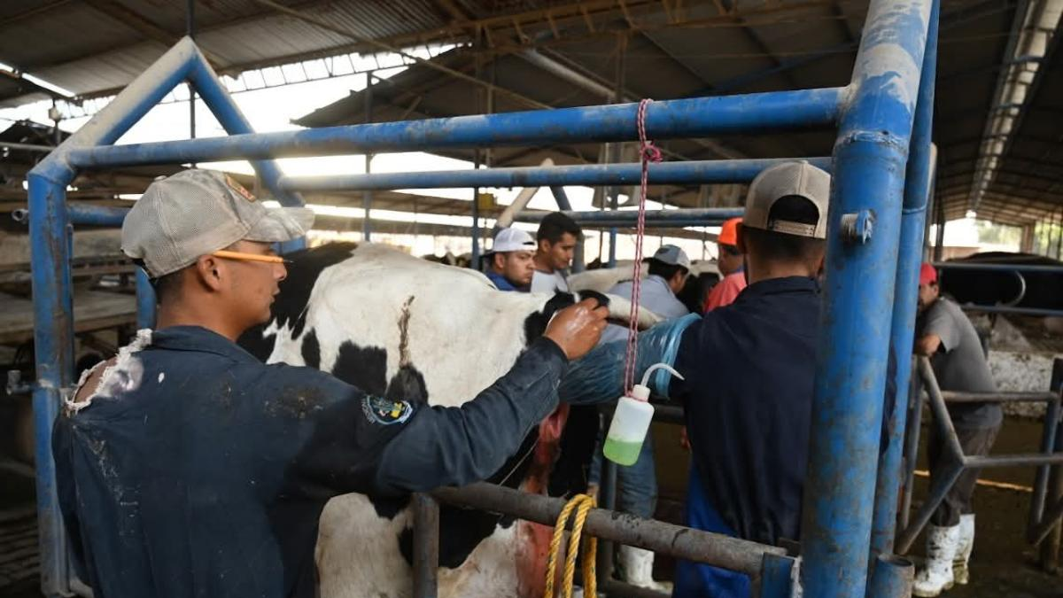 Hidalgo acumula nueve casos de gusano barrenador en humanos; descartan decesos