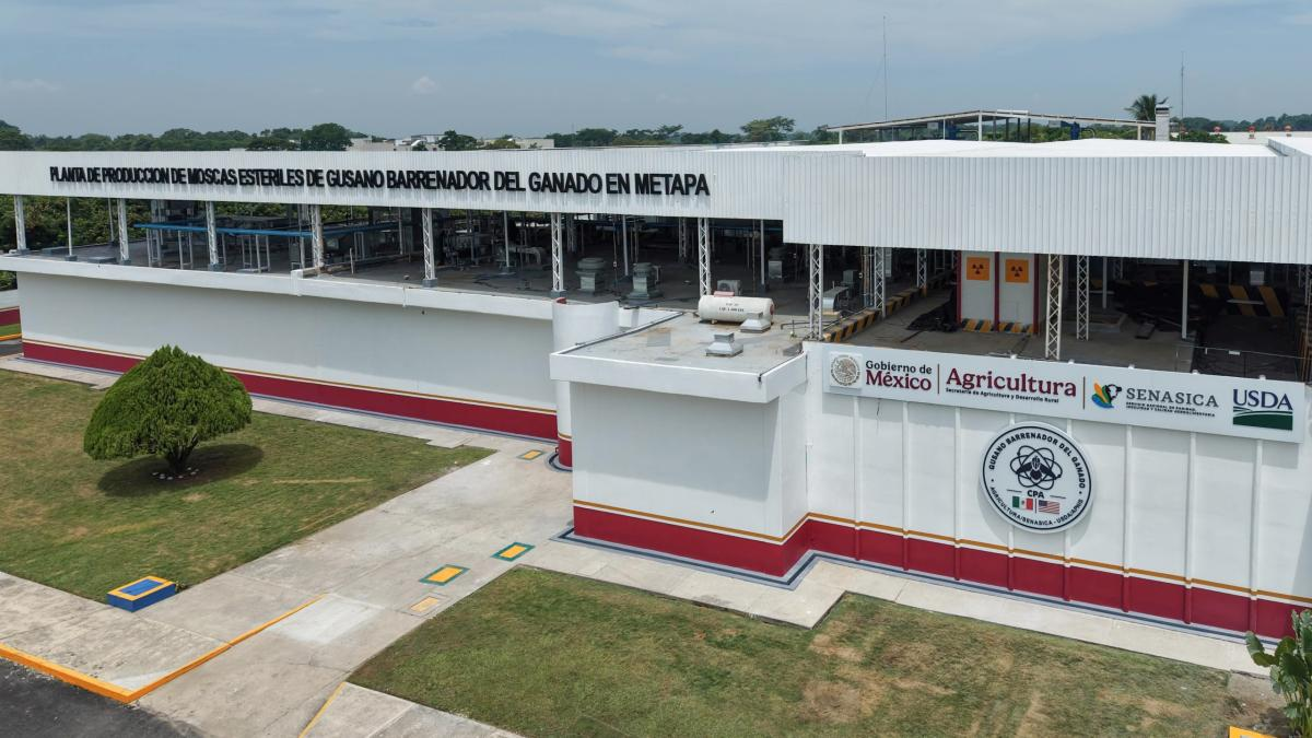 Sheinbaum inaugura fábrica de moscas para combatir al gusano barrenador