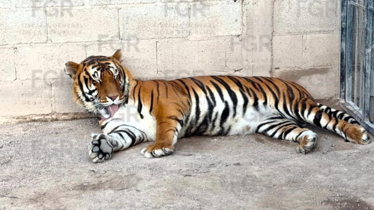 FGR asegura tigres de bengala, un ocelote y 32 caballos en Durango