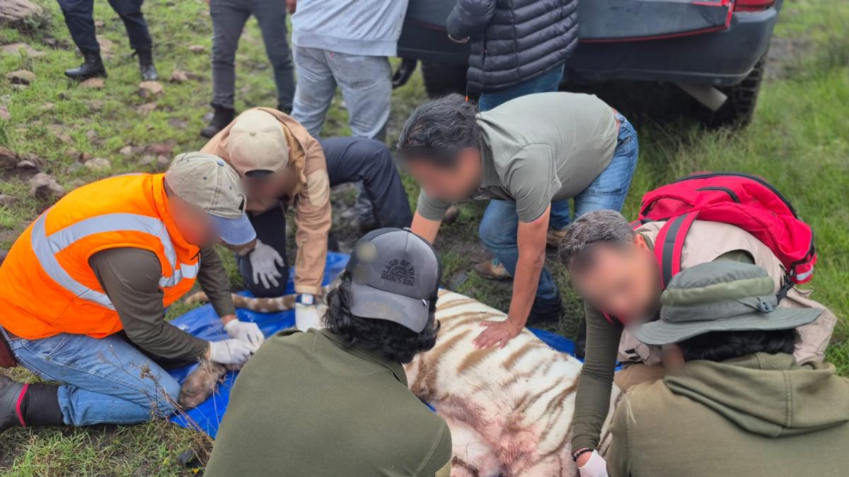 “Kenzo no llevaba ninguna herida que comprometiera su vida”, alcaldesa refuta a Profepa