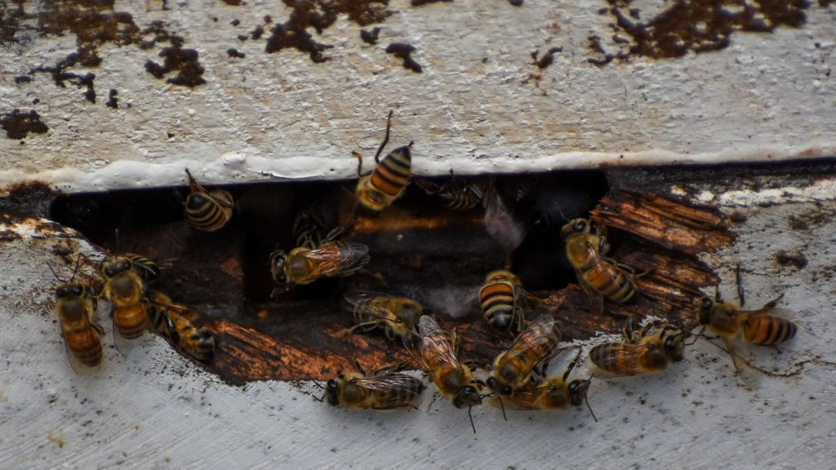 Ataque masivo de abejas dejó 14 personas lesionadas en León, entre ellas 3 menores