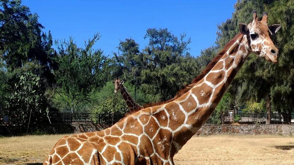 Jirafa muere asfixiada en Zoológico de León