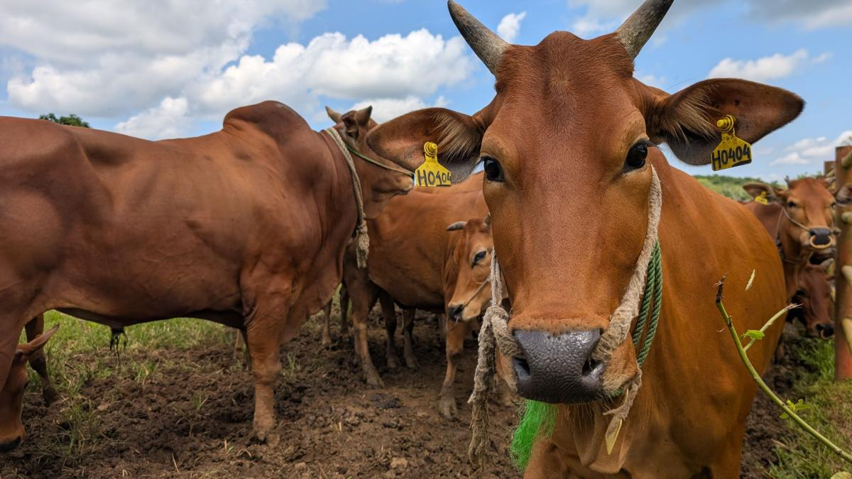Sonora suma 5 casos de gusano barrenador al reabrir exportación de ganado