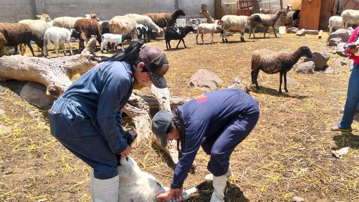 En Hidalgo reportan 92% de control de casos de gusano barrenador