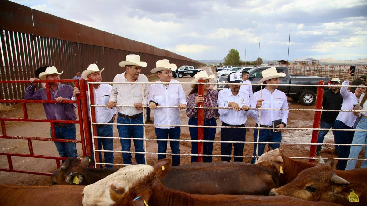 Detectan gusano barrenador en Sonora previo a reanudar exportaciones a EU