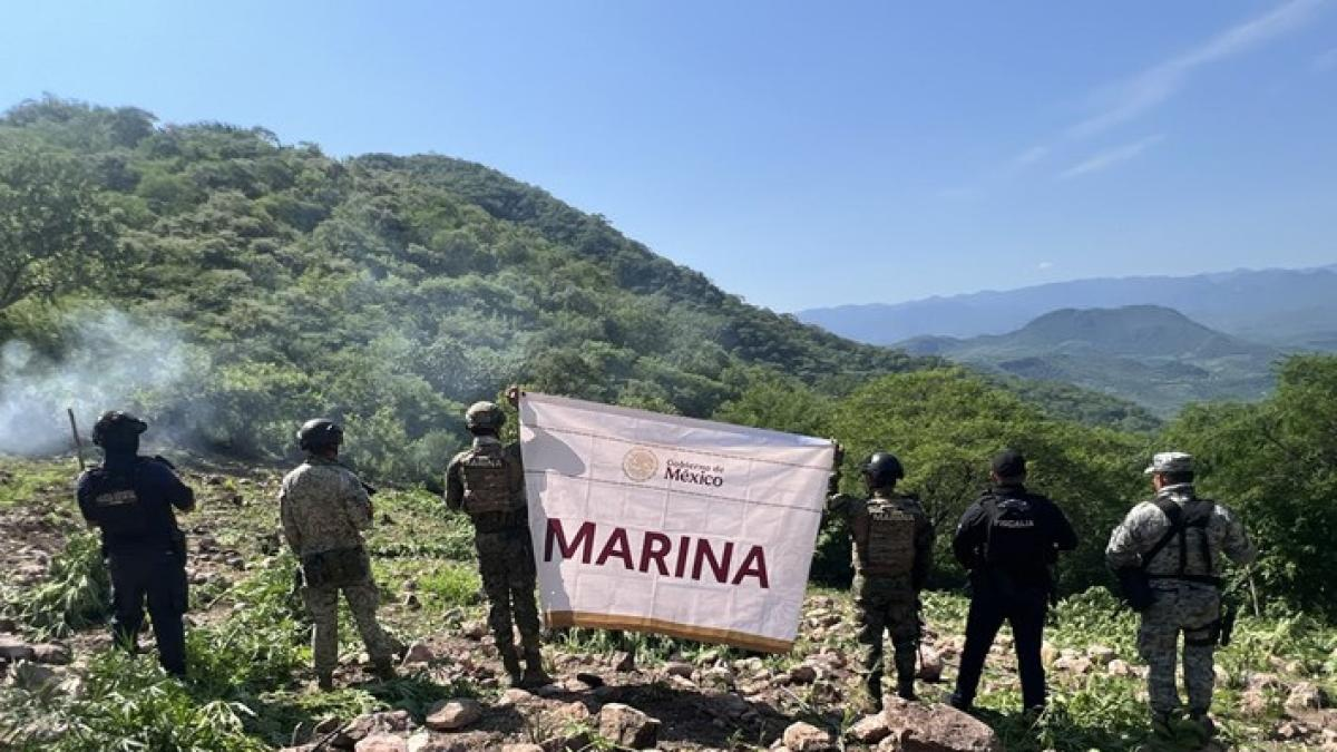 Semar destruye más de 218 mil plantas de mariguana en Nayarit