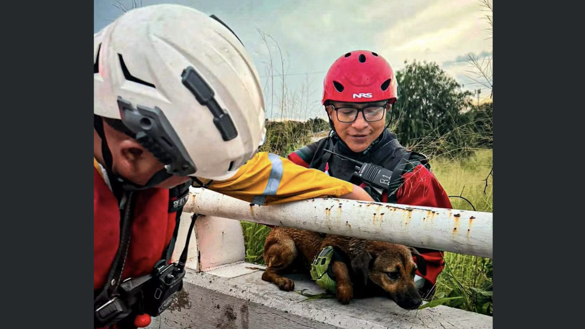Rescatan a joven y perro arrastrados por la corriente durante lluvias en Querétaro