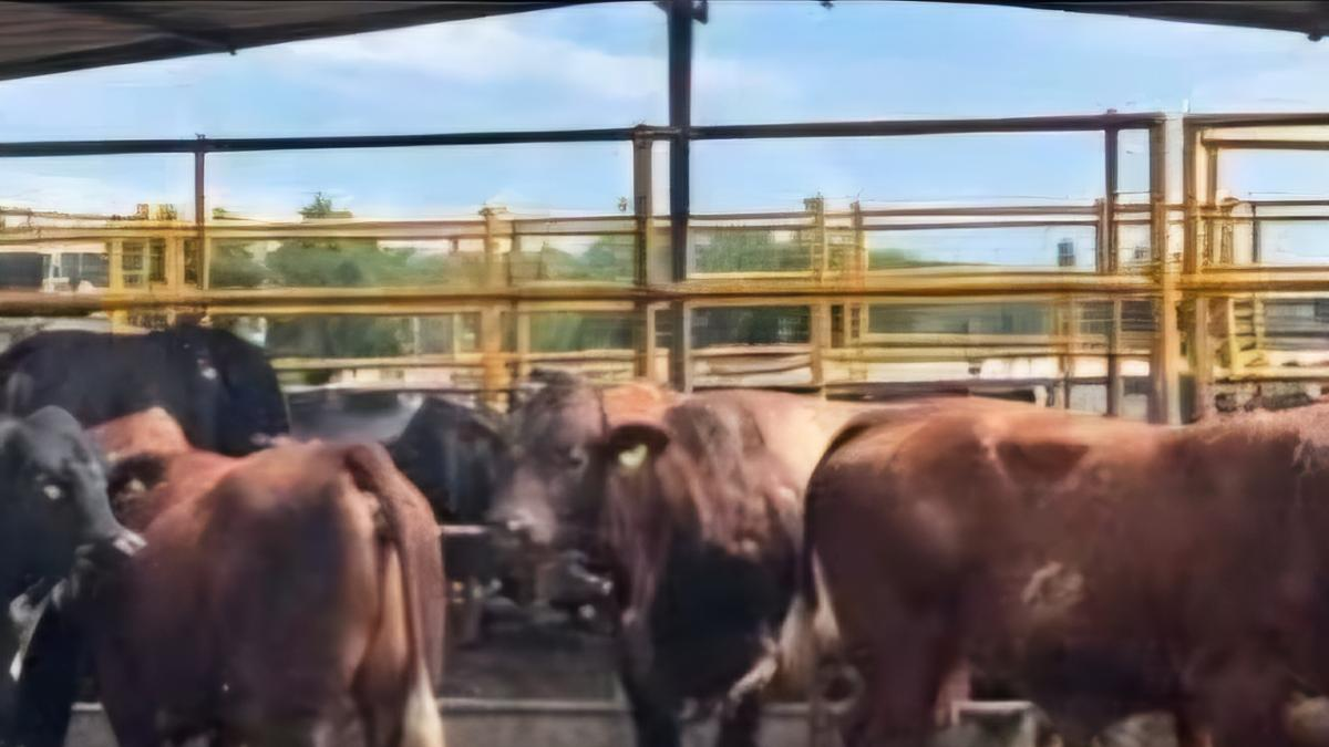 Familia ganadera solicita ayuda para recuperar 24 toros
