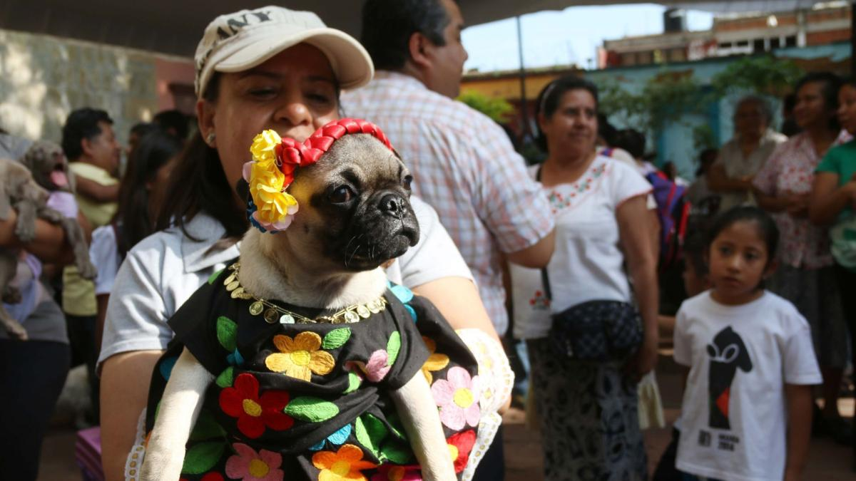 Oaxaca lanza registro para animales de compañía