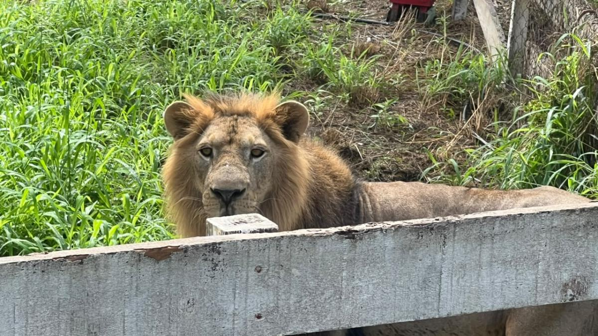 Rescatan a león africano que habitaba en rancho abandonado
