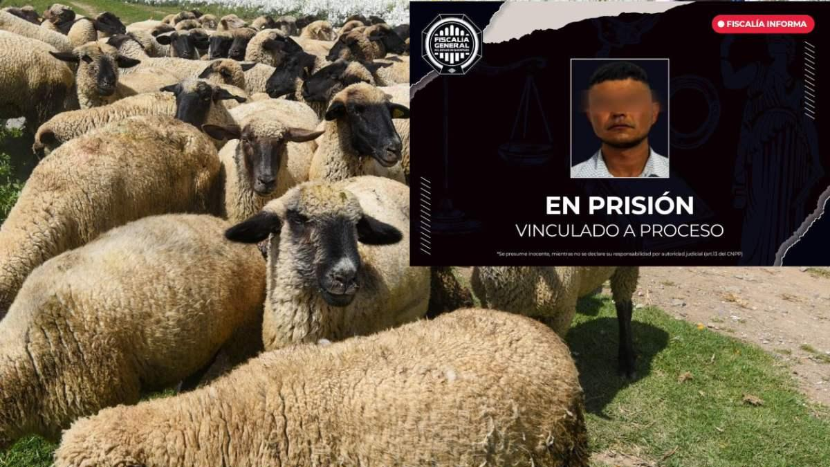 Dan prisión preventiva a sujeto por robo de 12 borregas en Querétaro